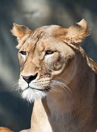 D3A_0732-2