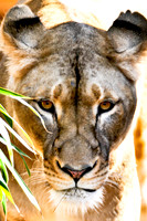 Zoo